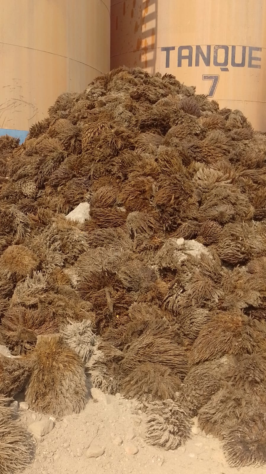 WhatsApp Image 2024-11-18 at 8.50.38 AM (5)