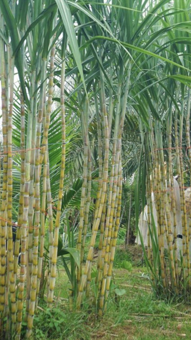 ea997f6ac973a95dd8e0a414685bd174