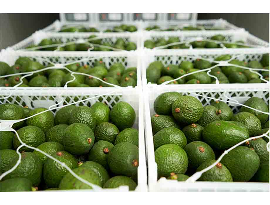 exportaciones-de-aguacate